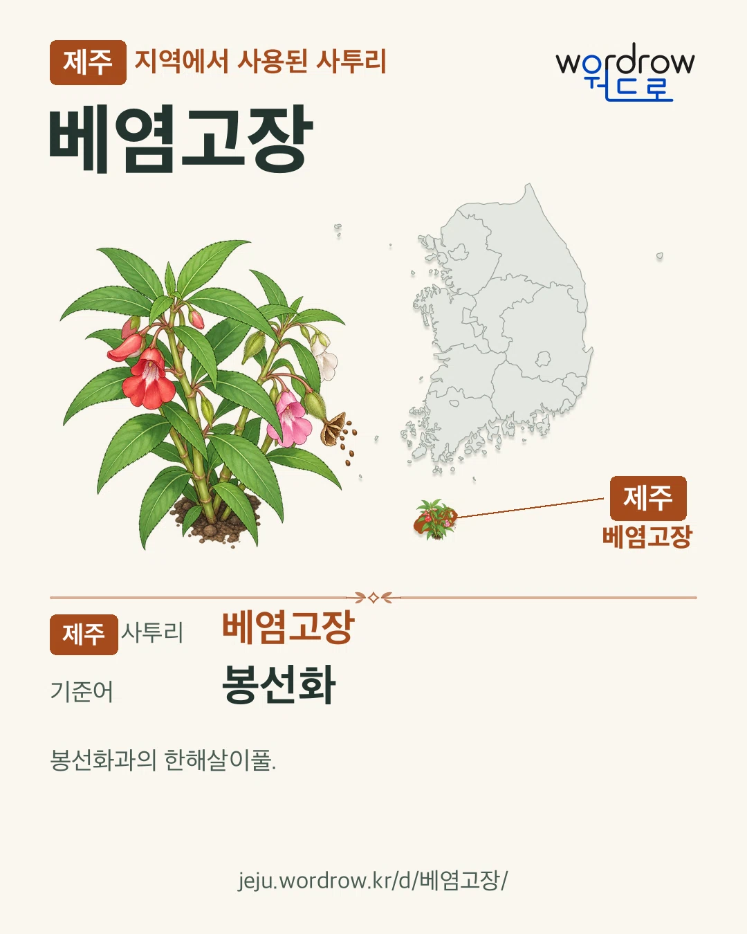 제주 지역에서 사용된 사투리 ‘베염고장’. 기준어: 봉선화. 기록 지역을 표시한 카툰 삽화와 지도 카드.