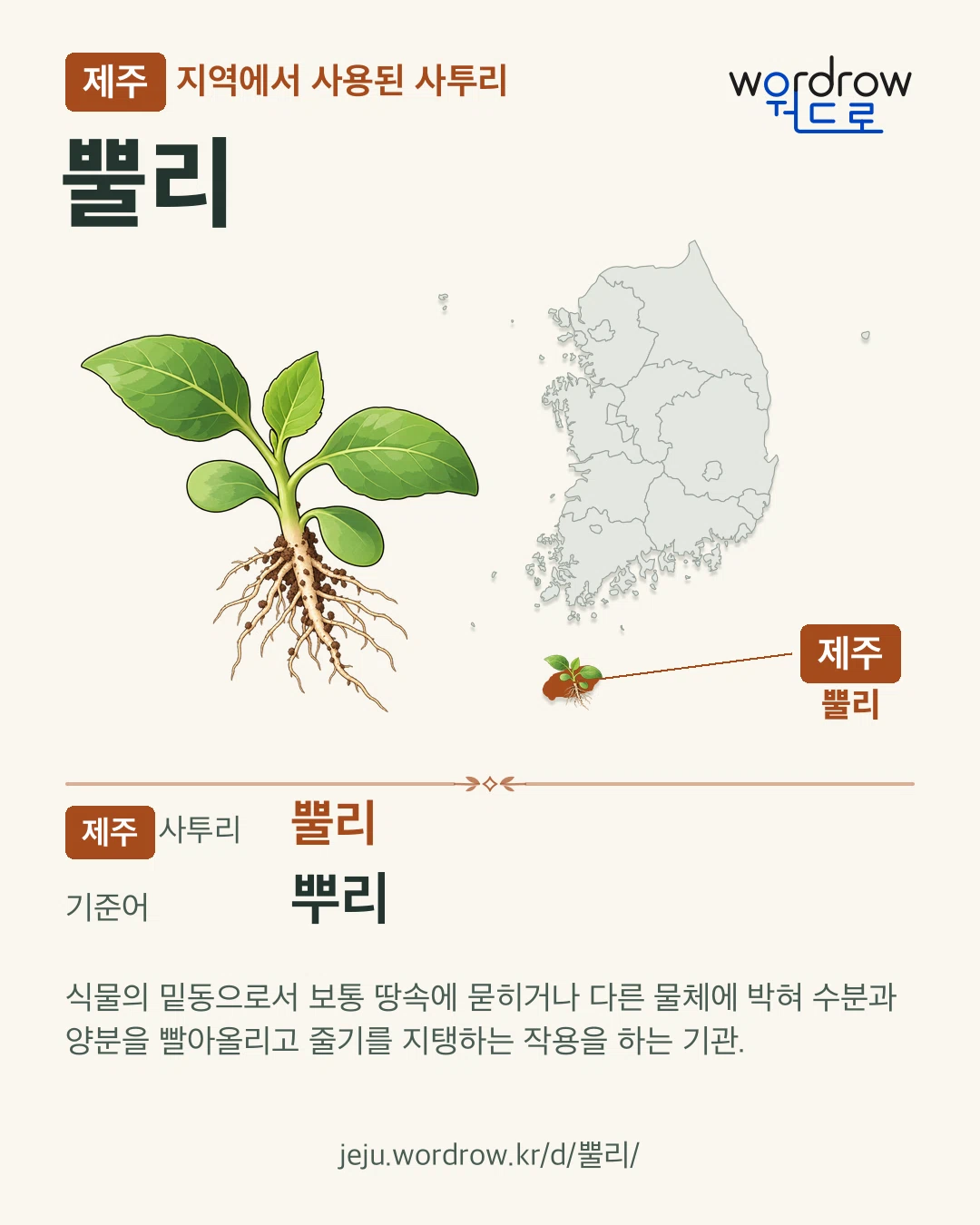 제주 지역에서 사용된 사투리 ‘뿔리’. 기준어: 뿌리. 기록 지역을 표시한 카툰 삽화와 지도 카드.