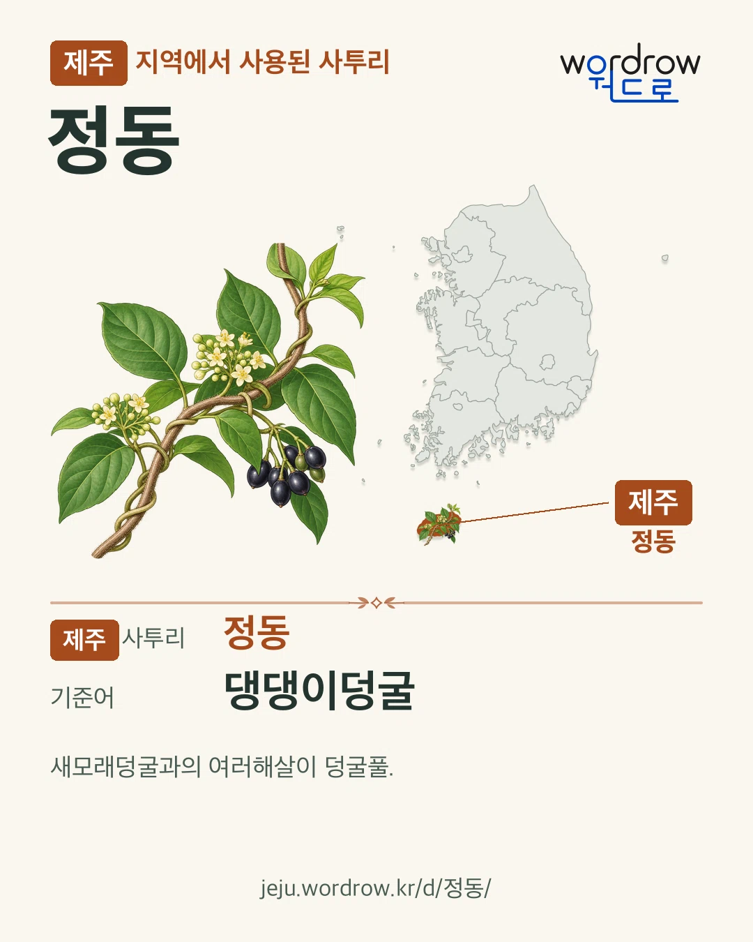 제주 지역에서 사용된 사투리 ‘정동’. 기준어: 댕댕이덩굴. 기록 지역을 표시한 카툰 삽화와 지도 카드.