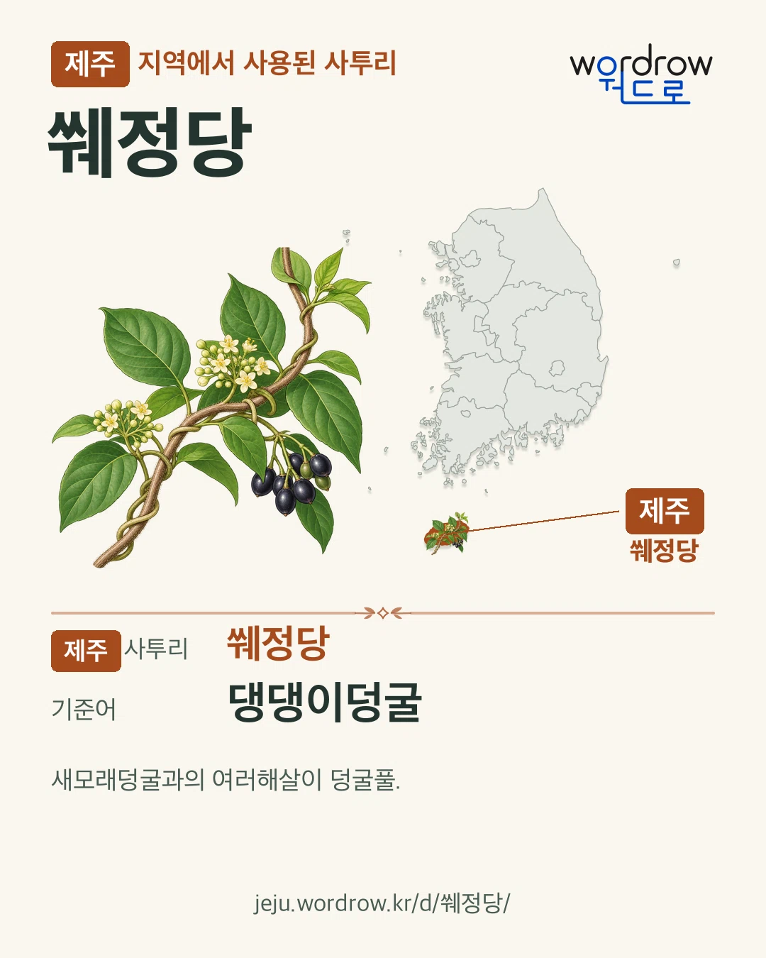 제주 지역에서 사용된 사투리 ‘쒜정당’. 기준어: 댕댕이덩굴. 기록 지역을 표시한 카툰 삽화와 지도 카드.