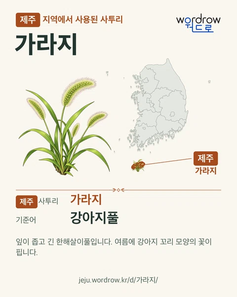 제주 지역에서 사용된 사투리 ‘가라지’. 기준어: 강아지풀. 기록 지역을 표시한 카툰 삽화와 지도 카드.