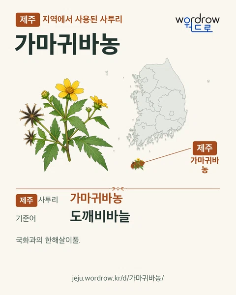 제주 지역에서 사용된 사투리 ‘가마귀바농’. 기준어: 도깨비바늘. 기록 지역을 표시한 카툰 삽화와 지도 카드.