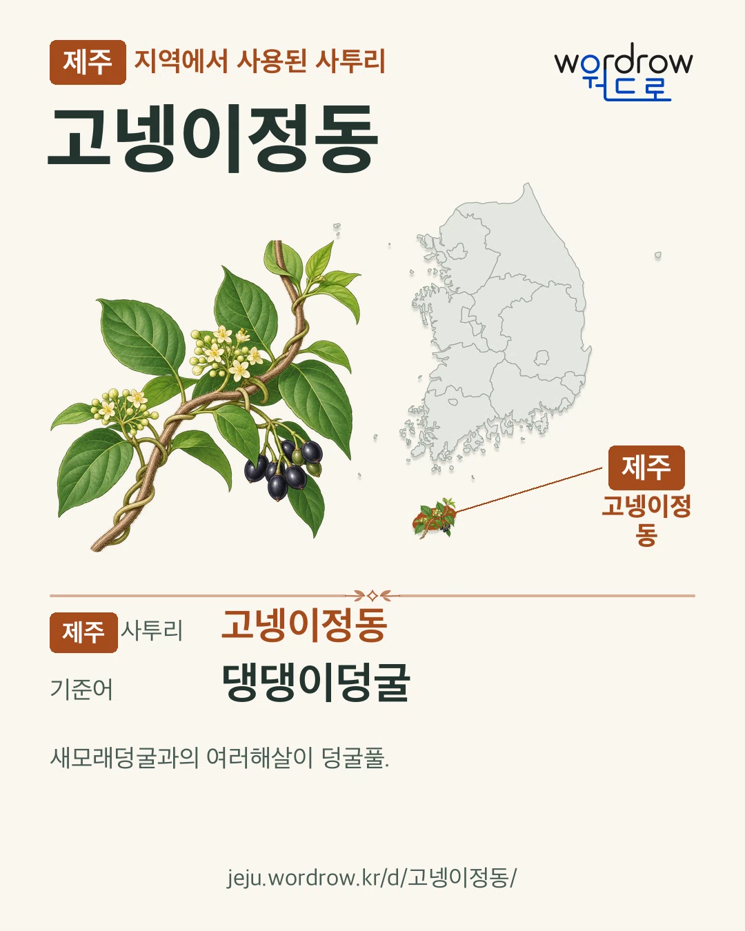 제주 지역에서 사용된 사투리 ‘고넹이정동’. 기준어: 댕댕이덩굴. 기록 지역을 표시한 카툰 삽화와 지도 카드.