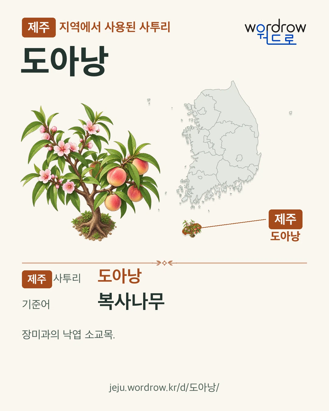 제주 지역에서 사용된 사투리 ‘도아낭’. 기준어: 복사나무. 기록 지역을 표시한 카툰 삽화와 지도 카드.