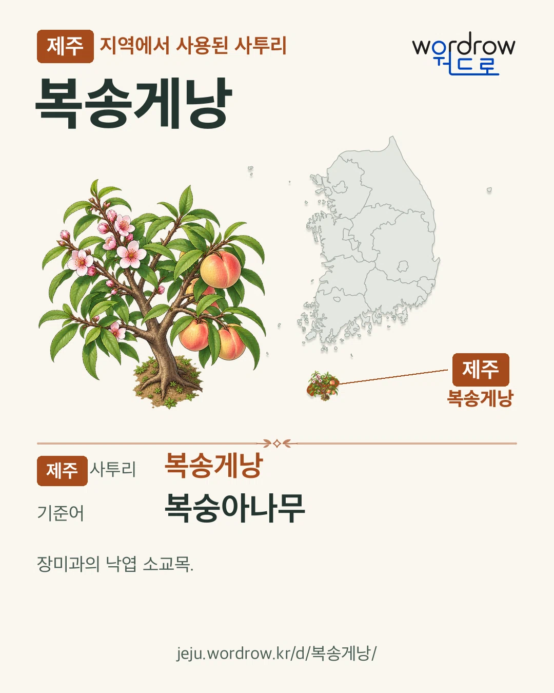 제주 지역에서 사용된 사투리 ‘복송게낭’. 기준어: 복숭아나무. 기록 지역을 표시한 카툰 삽화와 지도 카드.