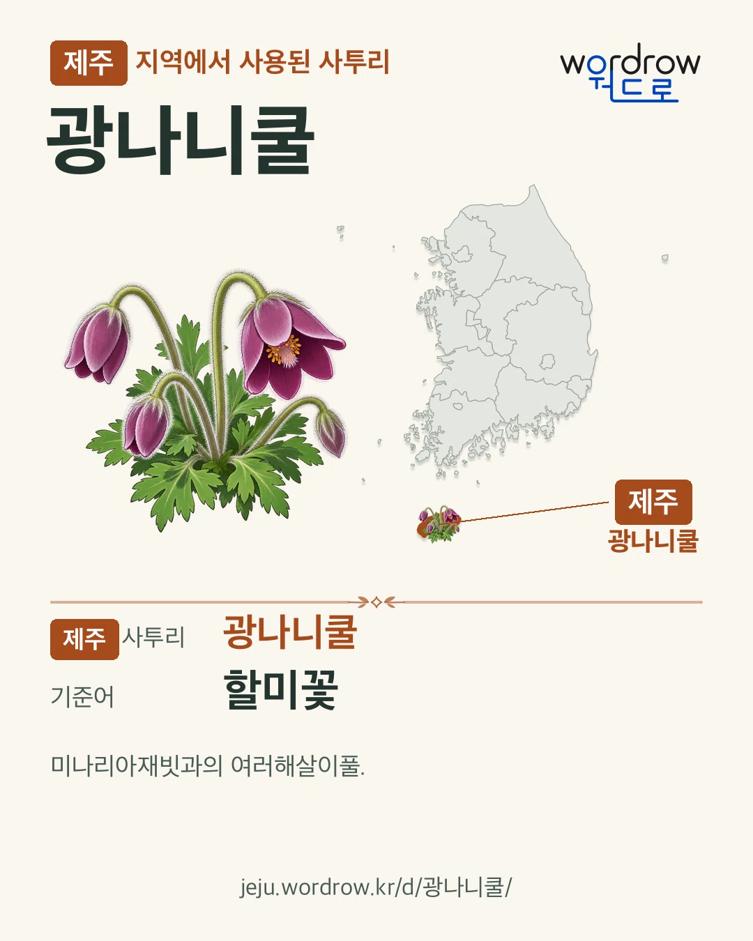 제주 지역에서 사용된 사투리 ‘광나니쿨’. 기준어: 할미꽃. 기록 지역을 표시한 카툰 삽화와 지도 카드.