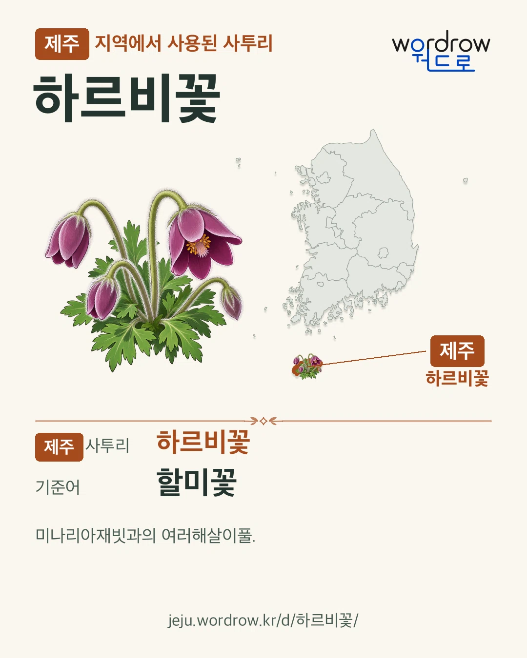 제주 지역에서 사용된 사투리 ‘하르비꽃’. 기준어: 할미꽃. 기록 지역을 표시한 카툰 삽화와 지도 카드.