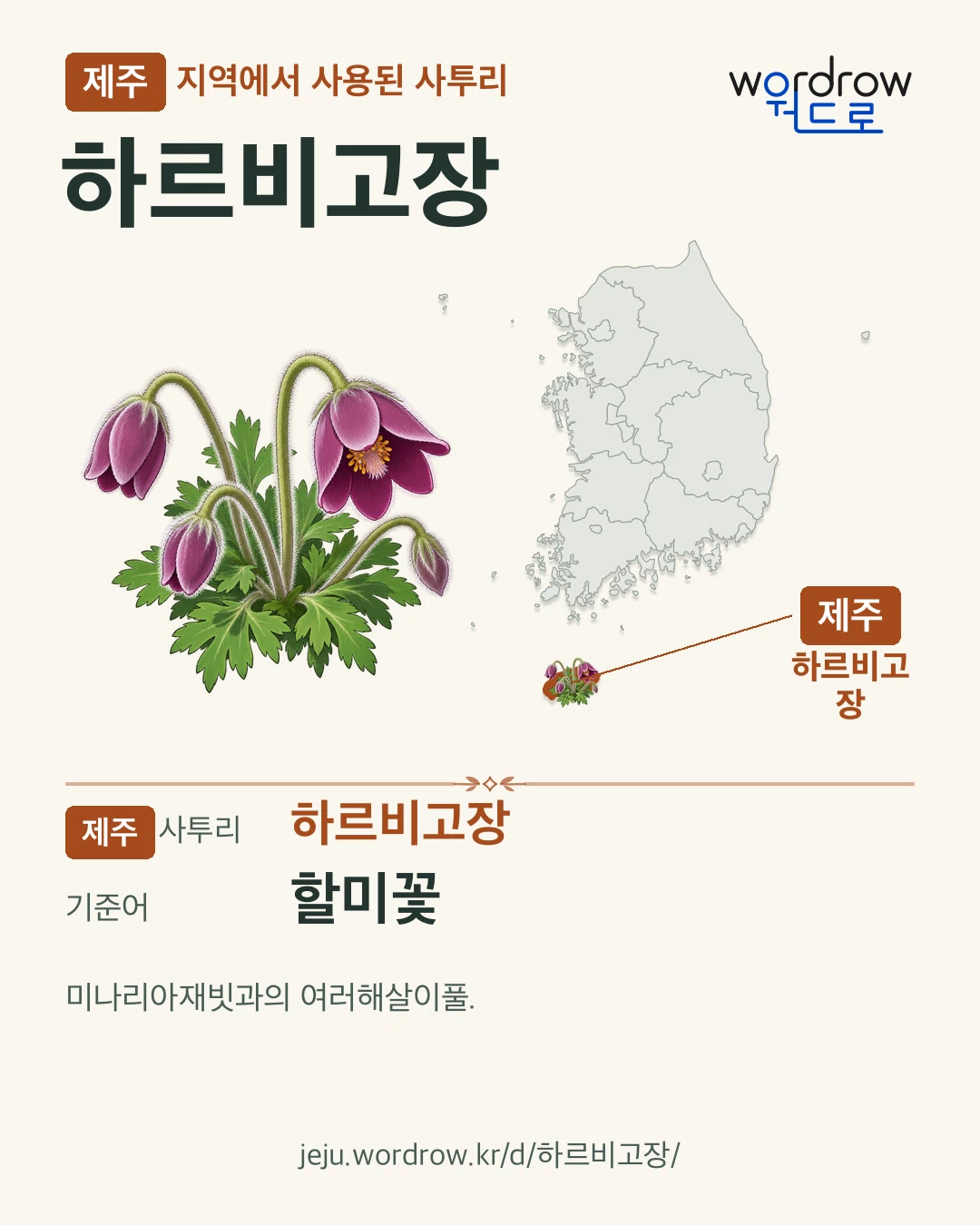 제주 지역에서 사용된 사투리 ‘하르비고장’. 기준어: 할미꽃. 기록 지역을 표시한 카툰 삽화와 지도 카드.
