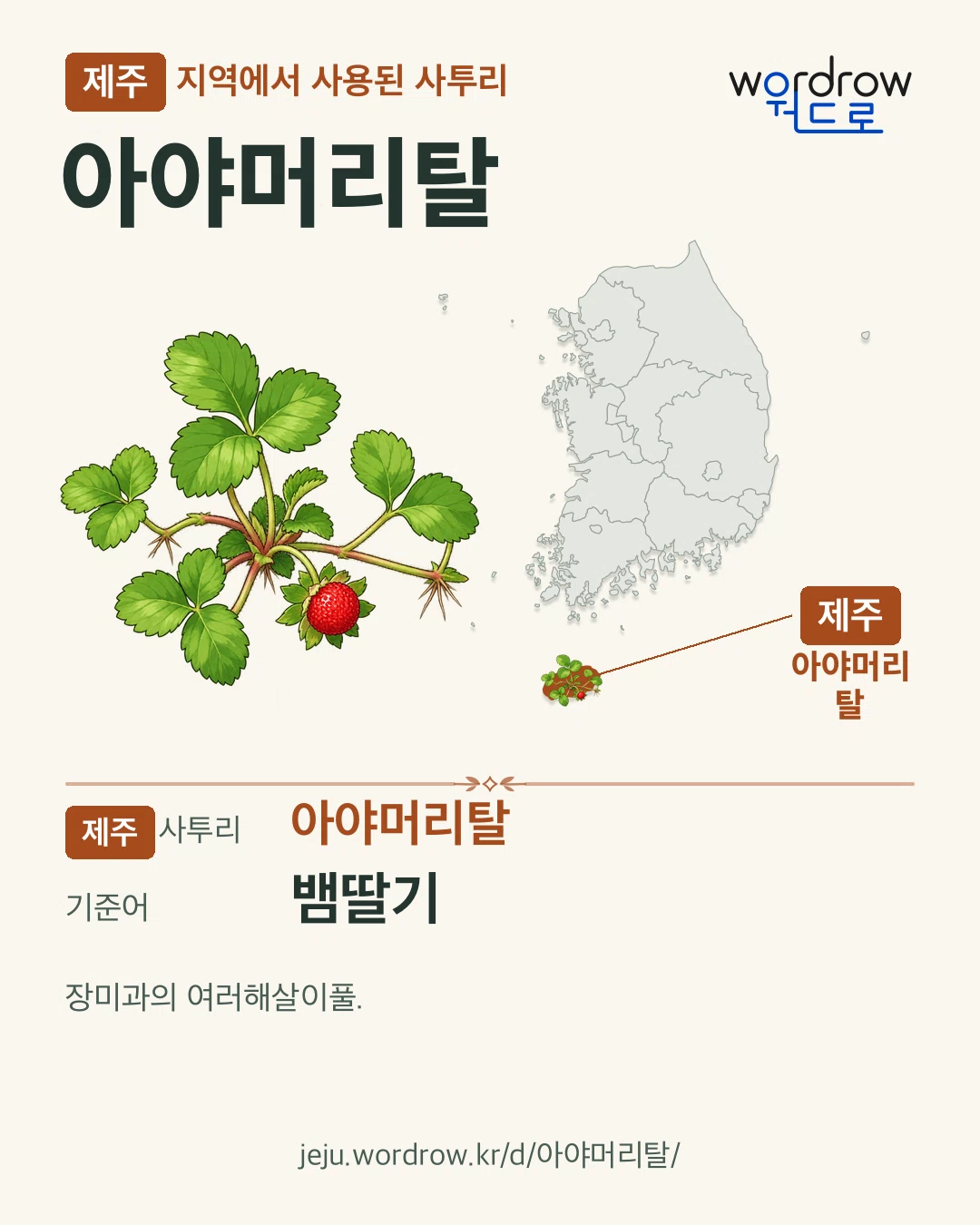 제주 지역에서 사용된 사투리 ‘아야머리탈’. 기준어: 뱀딸기. 기록 지역을 표시한 카툰 삽화와 지도 카드.