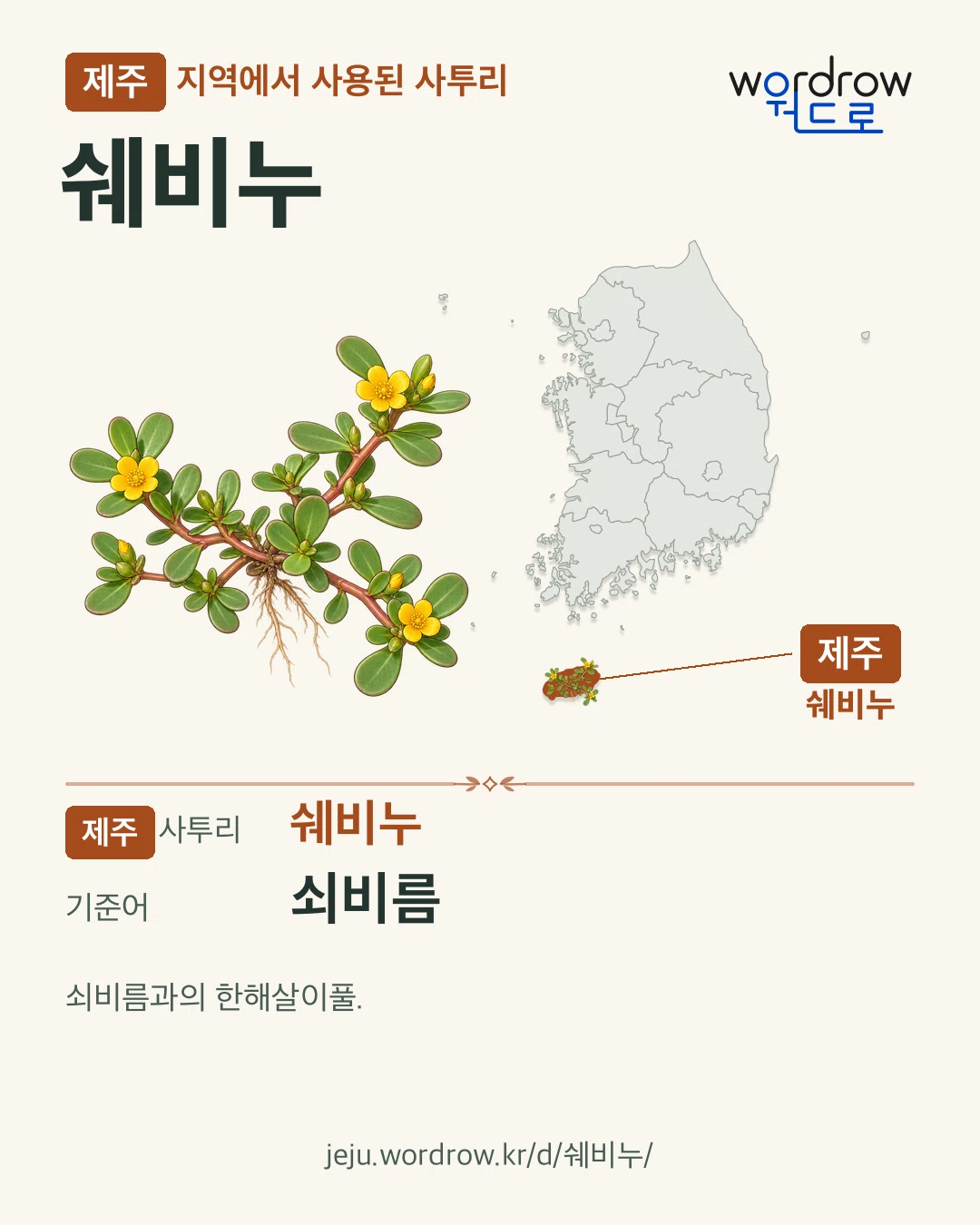 제주 지역에서 사용된 사투리 ‘쉐비누’. 기준어: 쇠비름. 기록 지역을 표시한 카툰 삽화와 지도 카드.